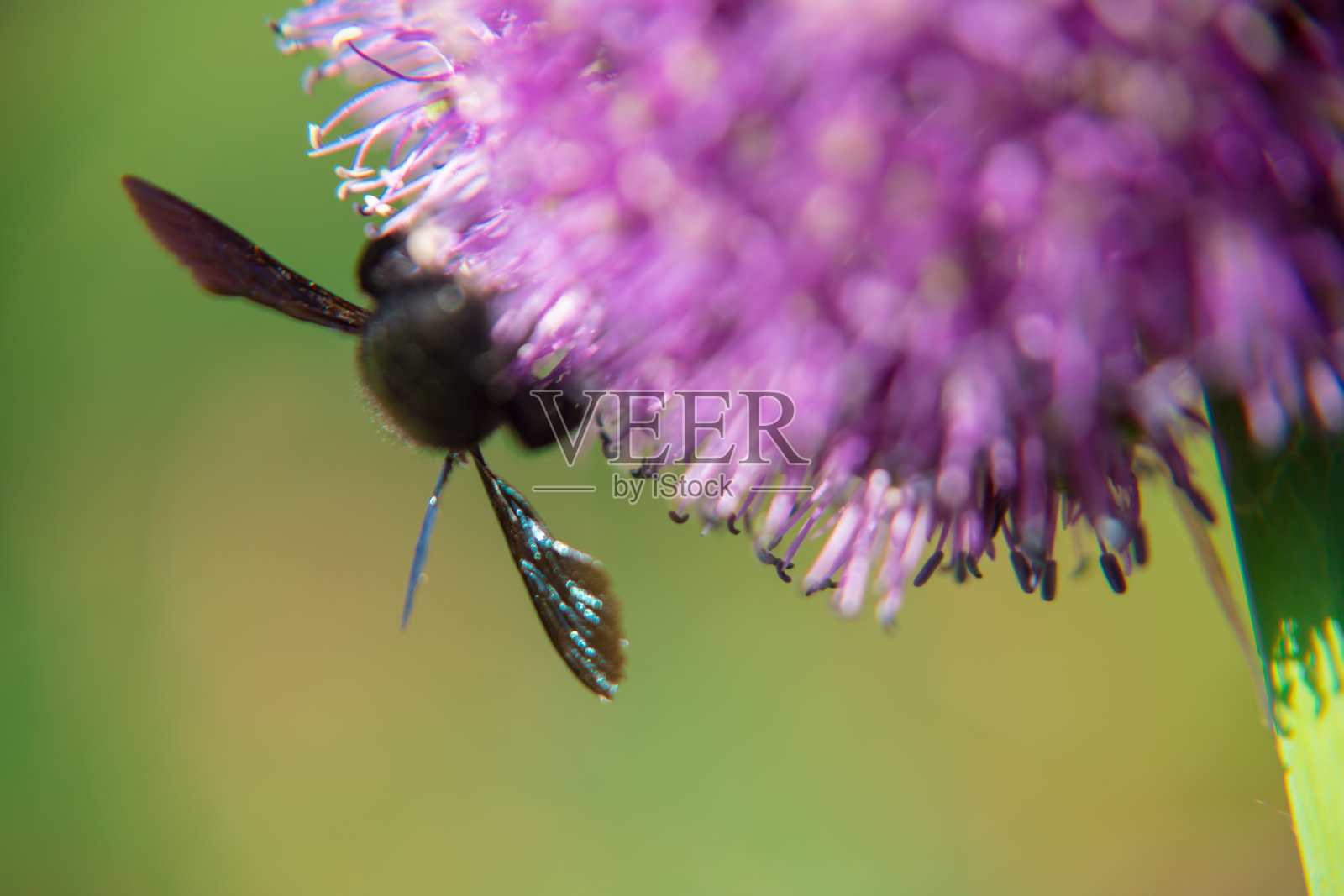 美花蓟照片摄影图片