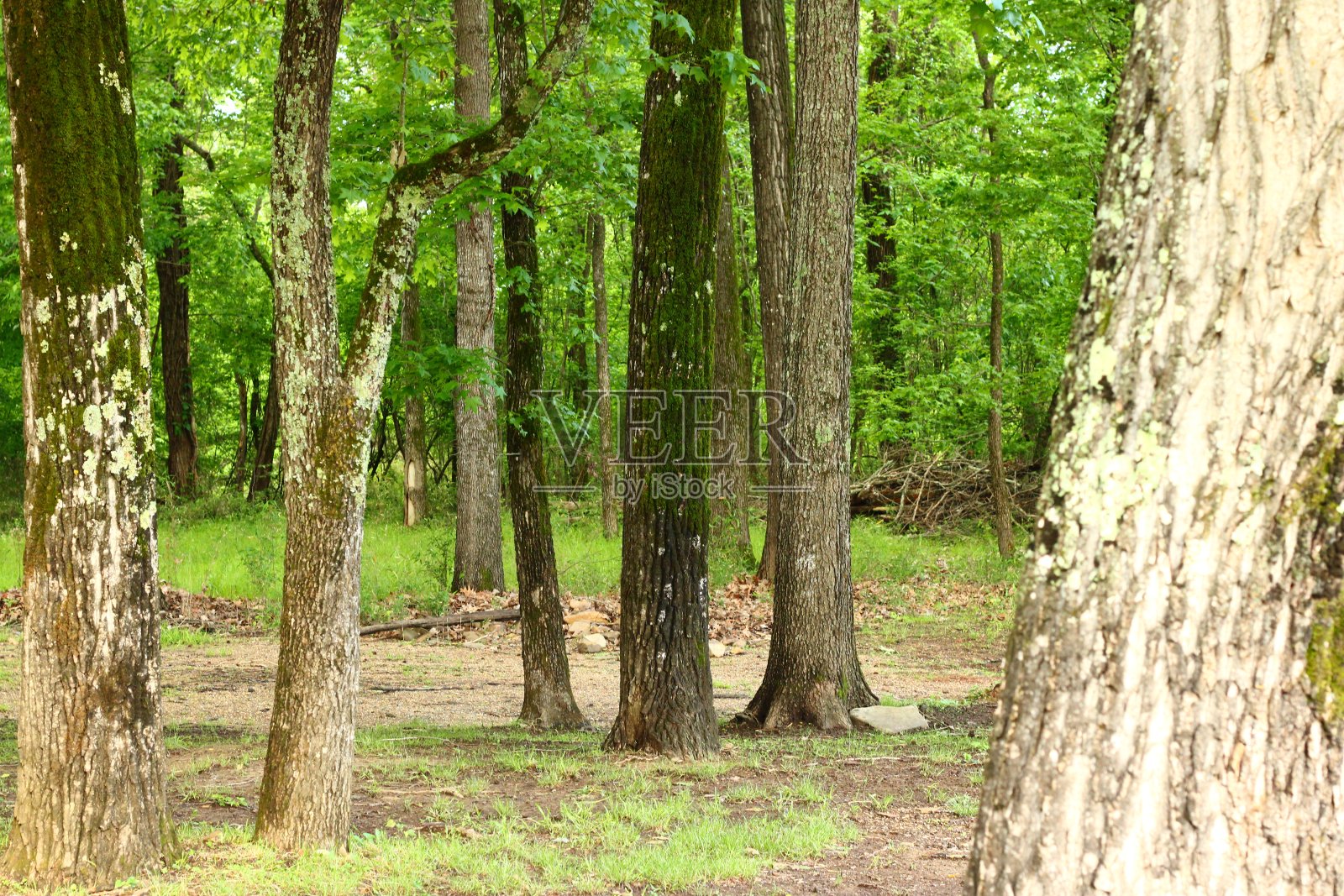 荒野照片摄影图片