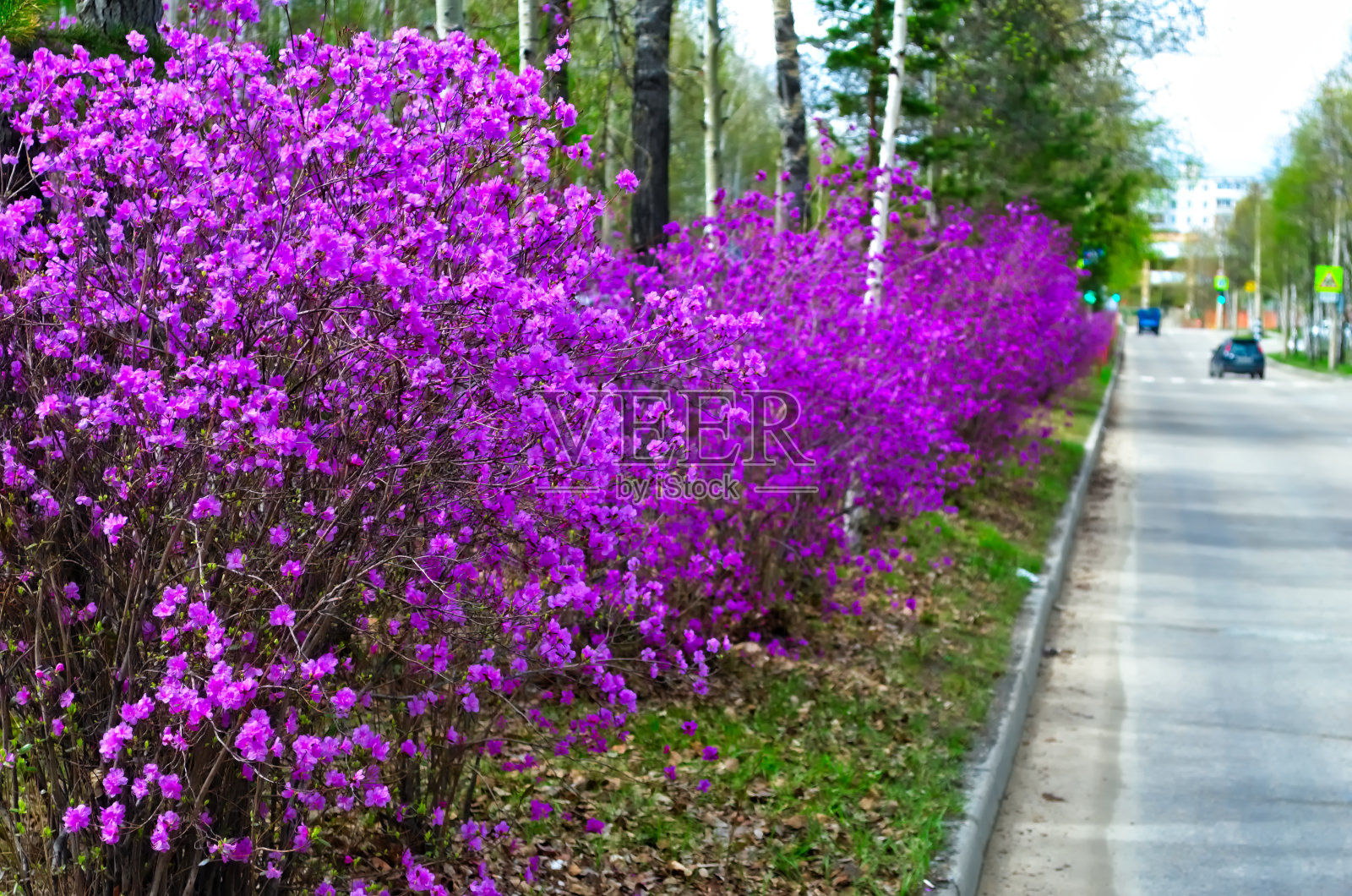 野生迷迭香照片摄影图片