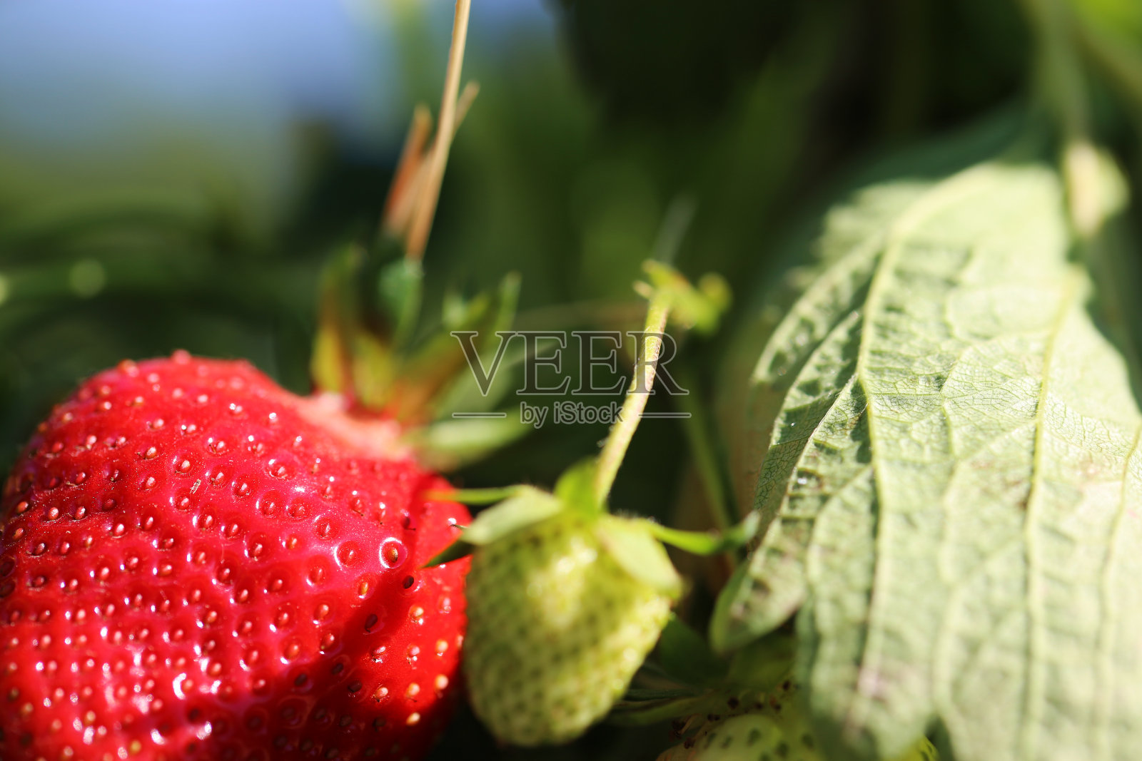 近距离观察在地里成熟的草莓照片摄影图片