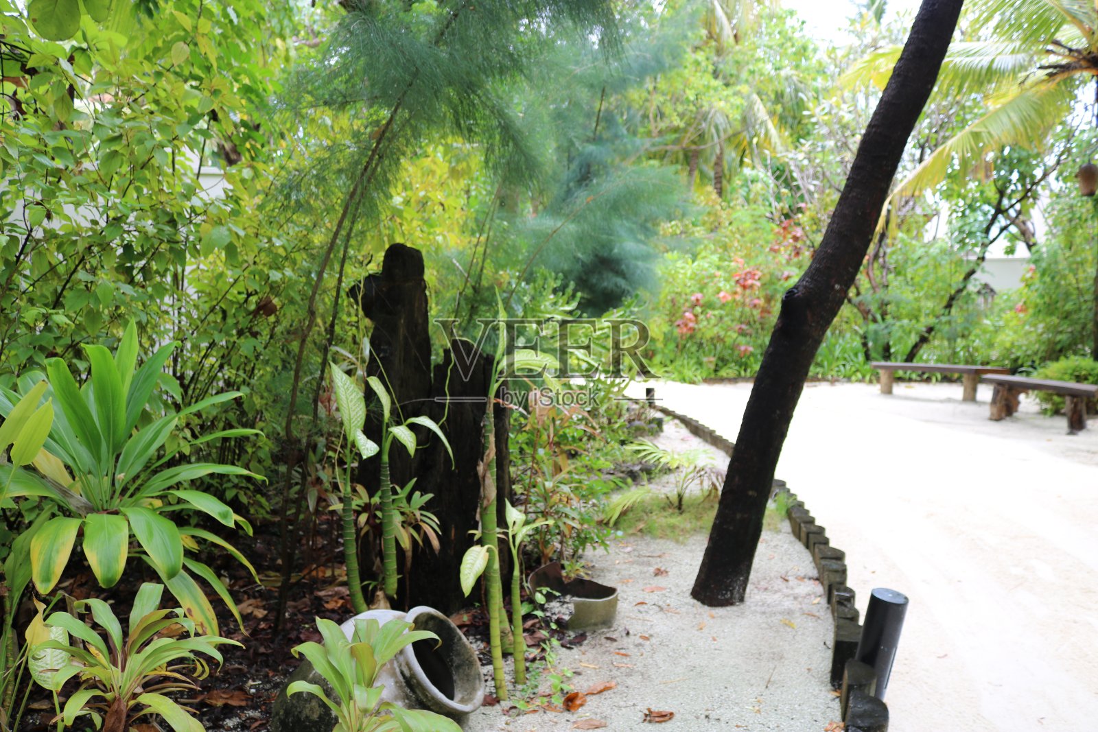 在阿利夫达鲁环礁的伦加利岛度假。马尔代夫照片摄影图片