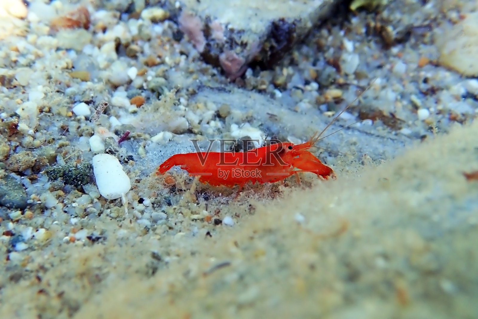红色手枪啪啪虾-大螯虾照片摄影图片