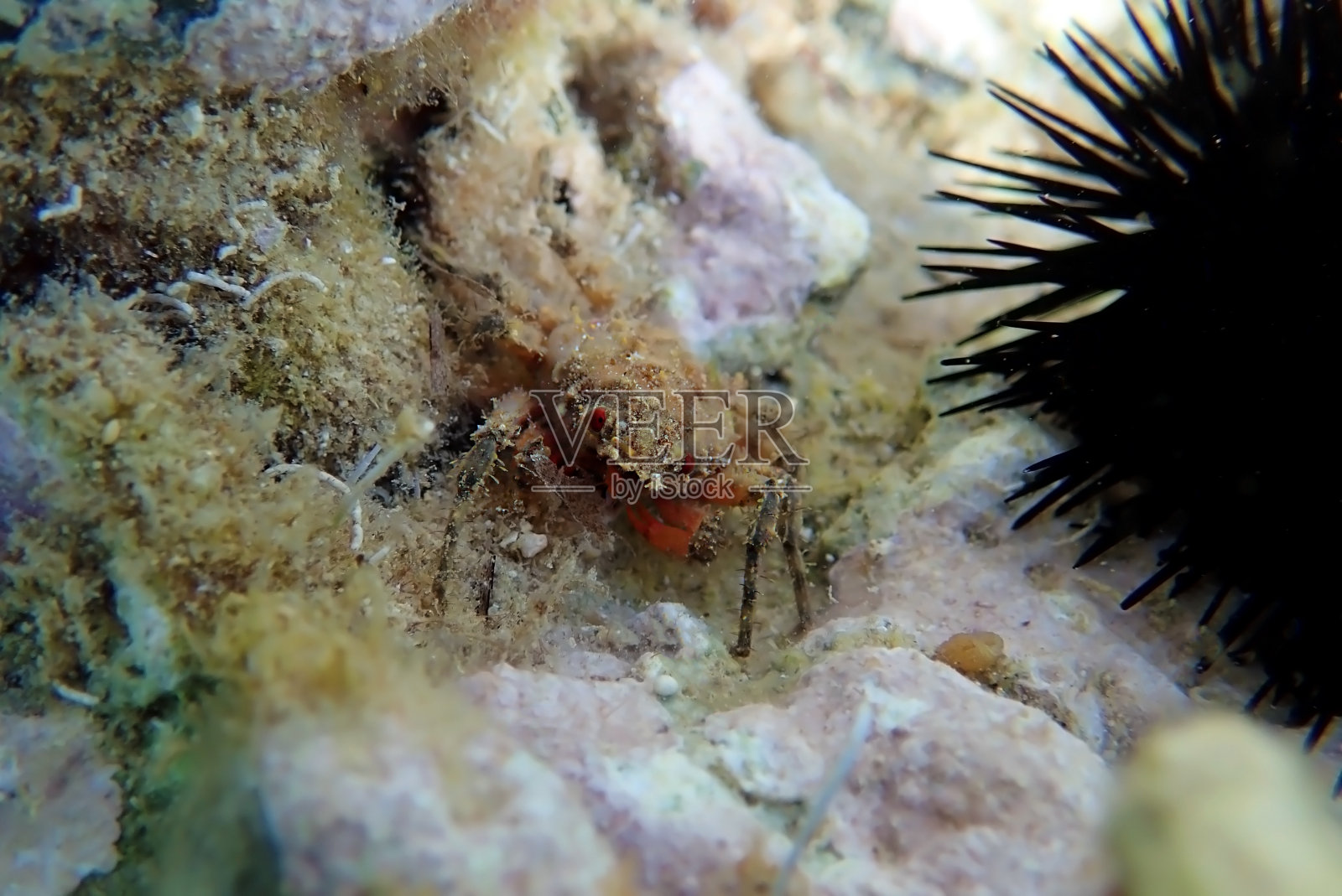 多刺巨蛛蟹(幼)-髁突草照片摄影图片