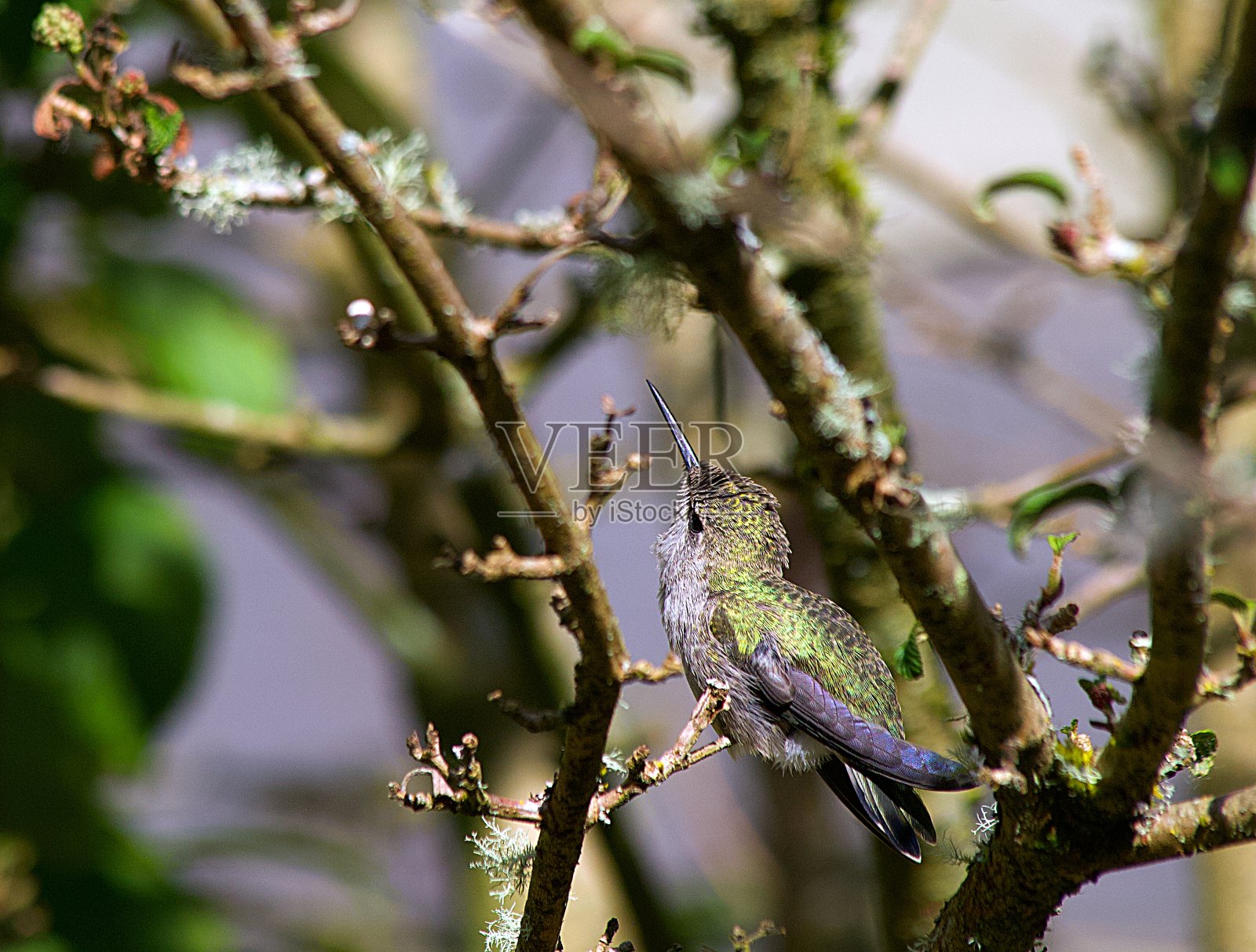 蜂鸟照片摄影图片