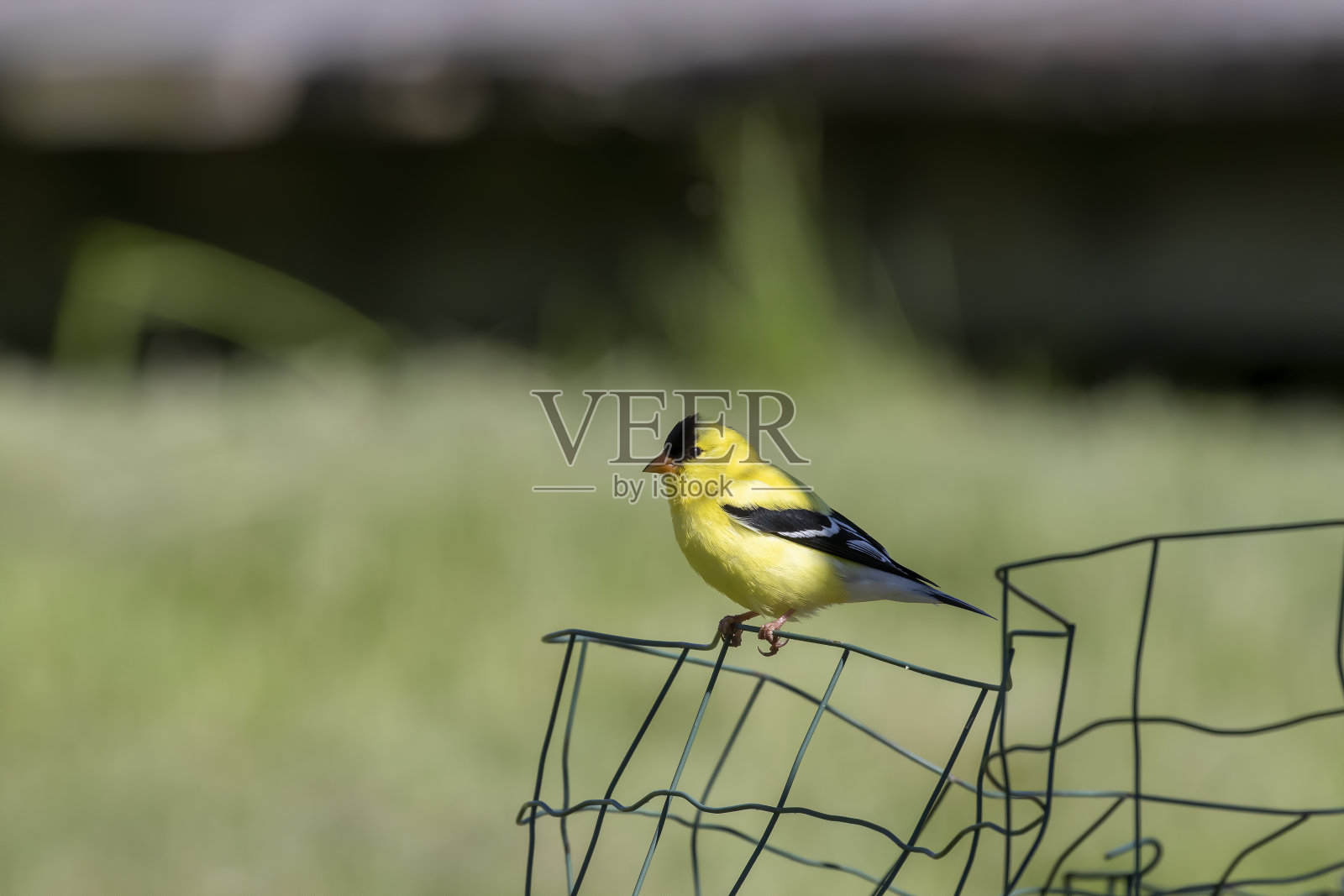 美洲金翅雀(Spinus tristtis)是一种小型北美鸟类照片摄影图片