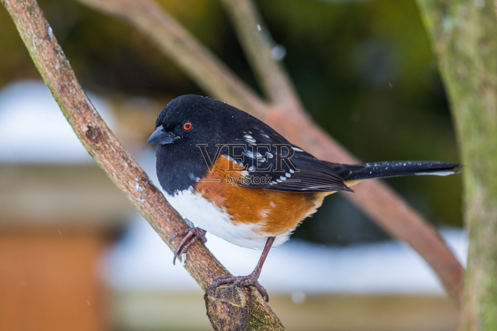彩色斑点陶粒使寒冷多雪的冬天最好的一天照片摄影图片
