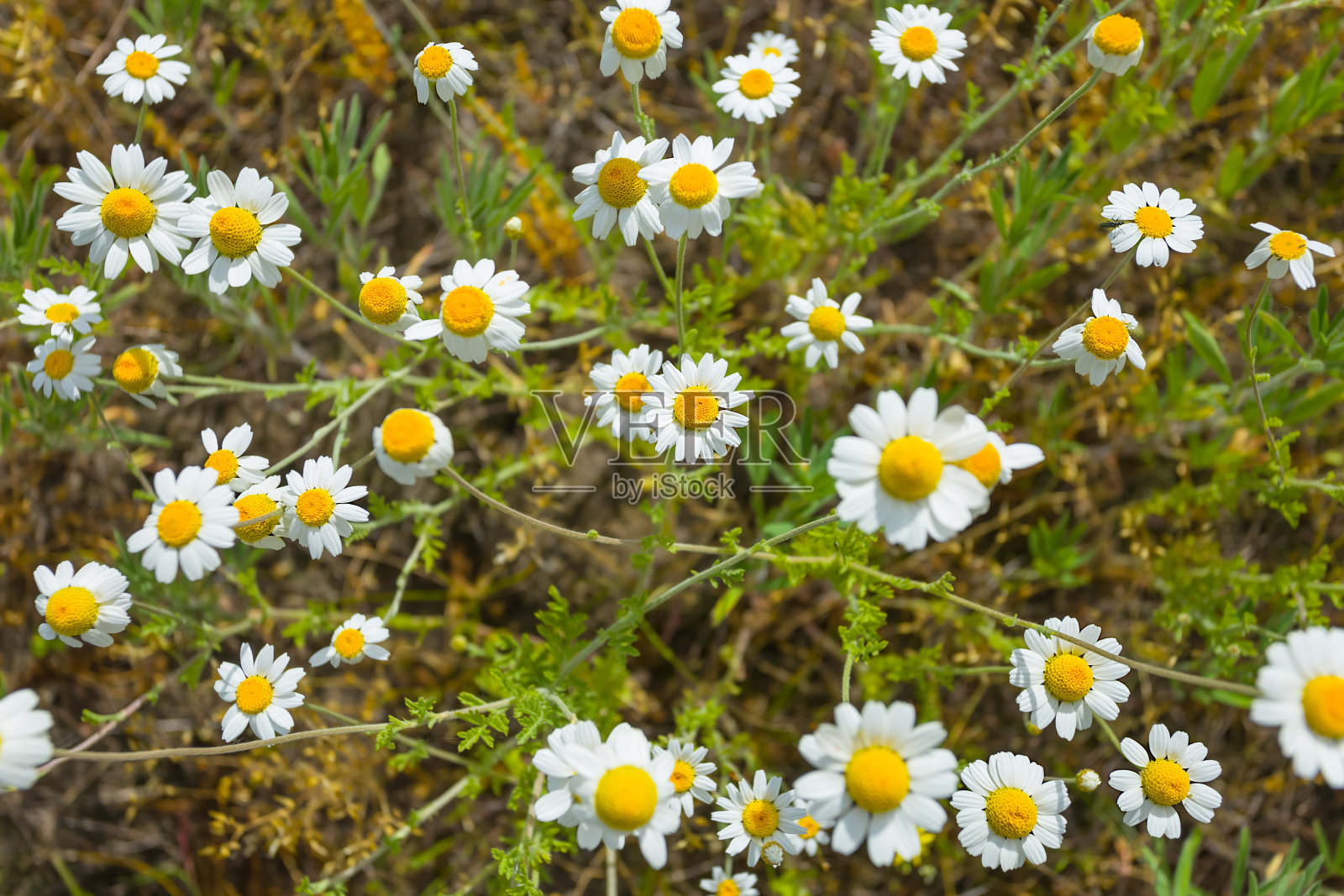 特写草原上的白色洋甘菊花，自然的花背景照片摄影图片