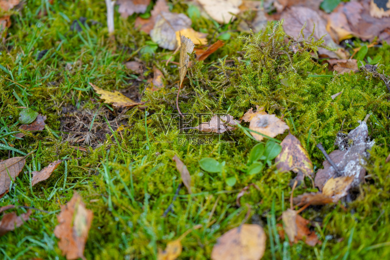 森林中长满苔藓的矮树丛上的落叶照片摄影图片