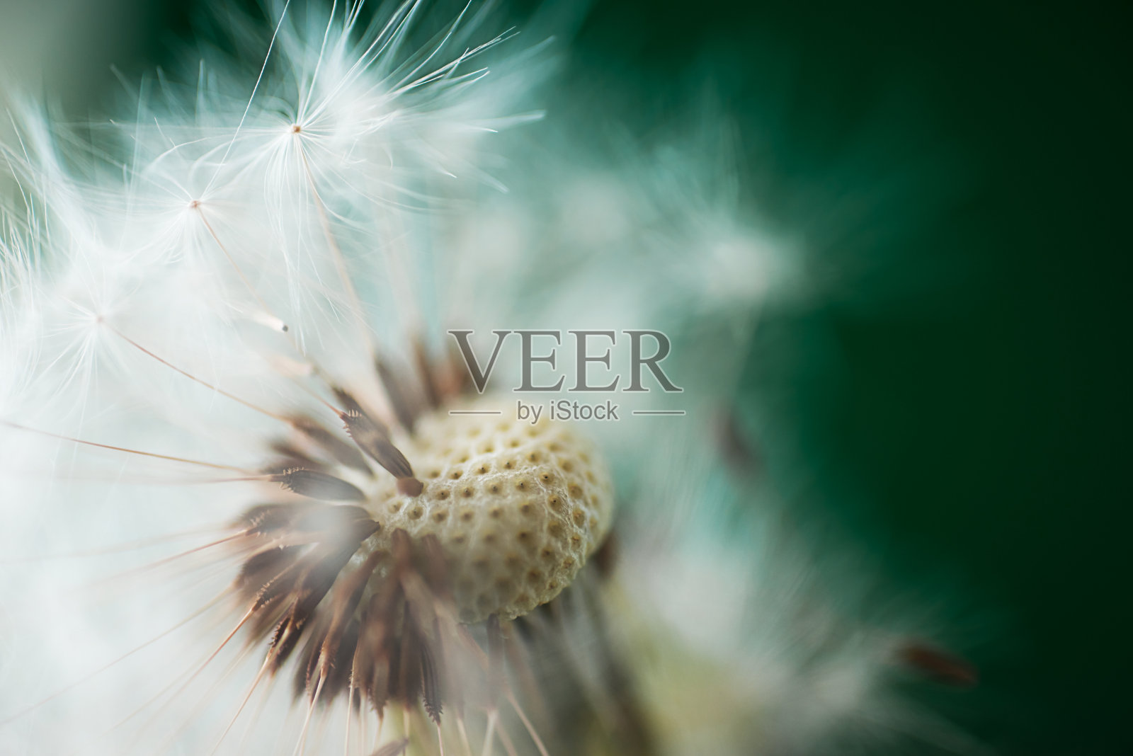 模糊背景上的蒲公英特写照片摄影图片