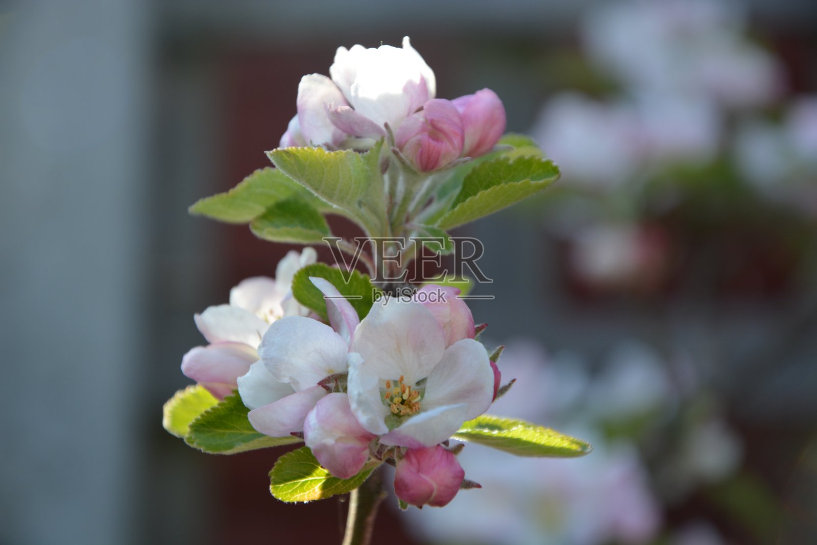苹果花，英国剑桥照片摄影图片