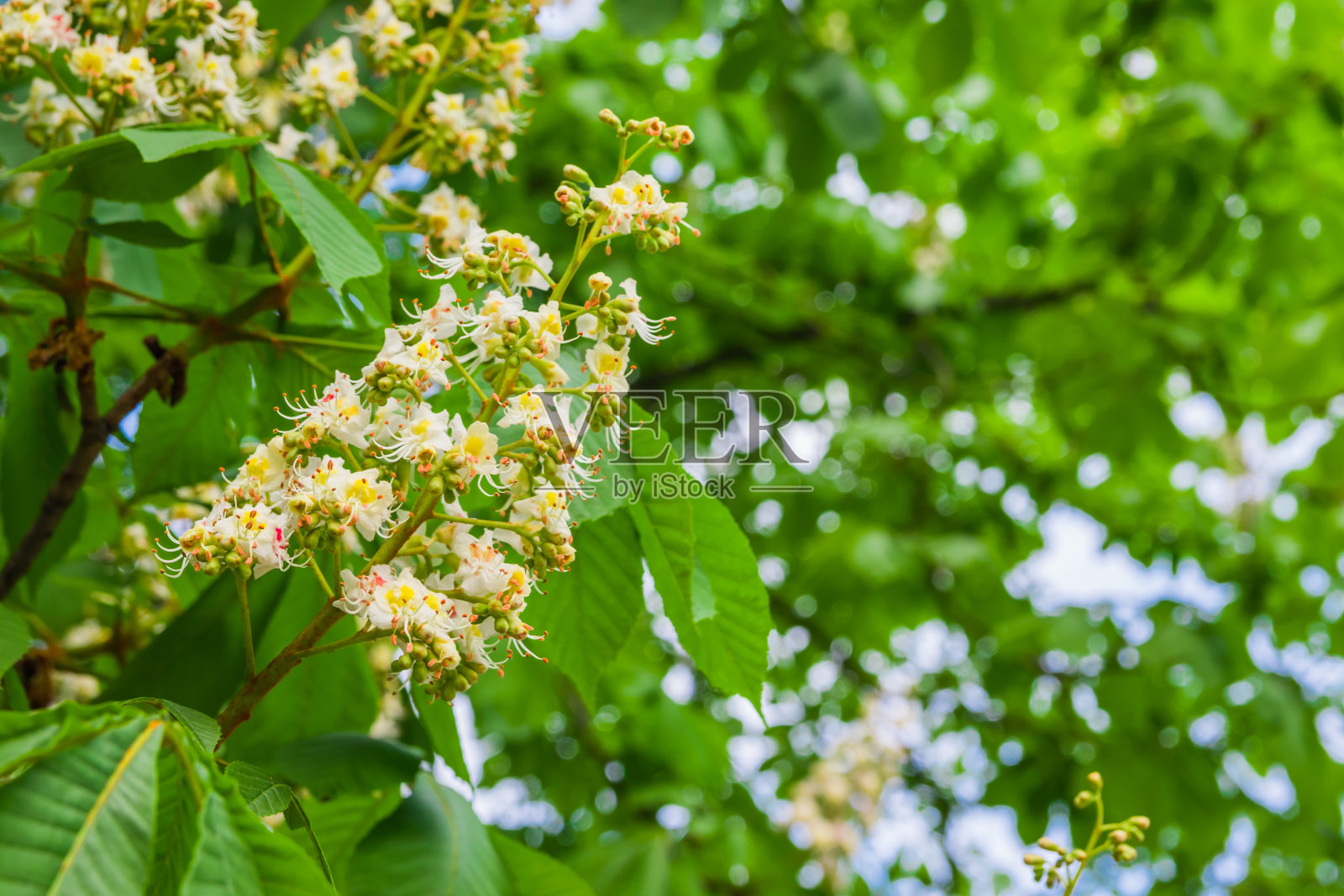 花序与白色花的马栗树与绿色的叶子在蓝天的背景照片摄影图片