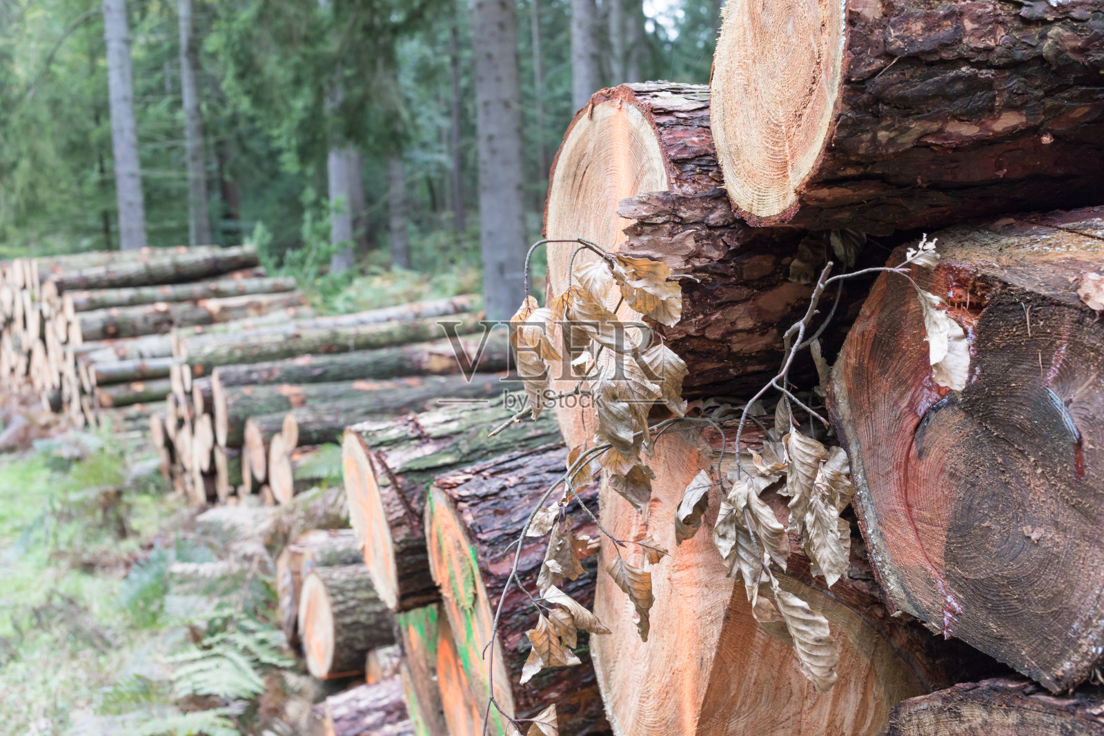 森林原木特写镜头照片摄影图片