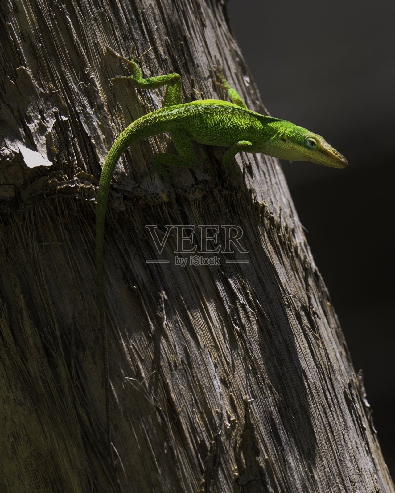 绿色变色龙(Anolis carolinensis)蜥蜴爬树皮照片摄影图片
