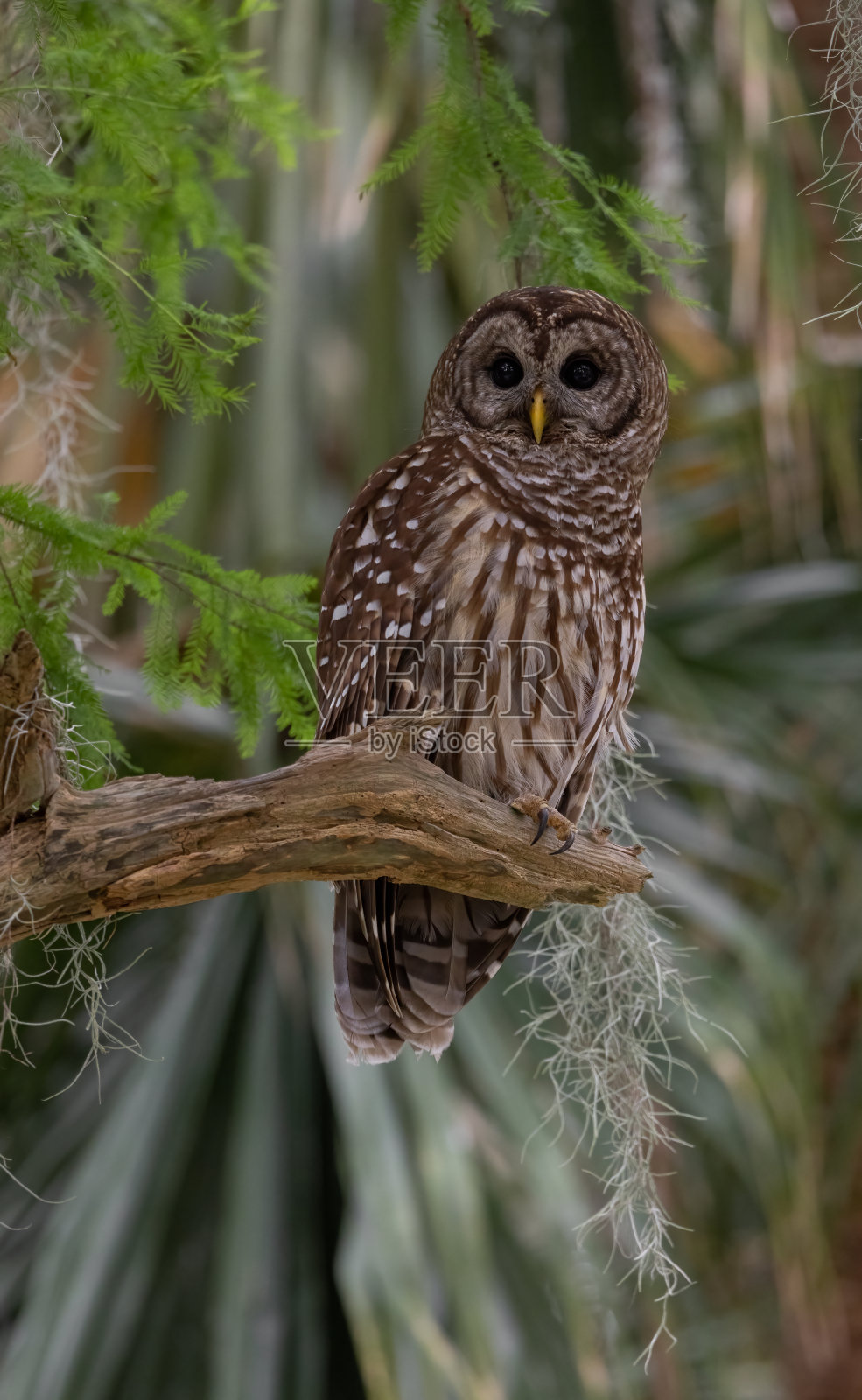 禁止猫头鹰照片摄影图片