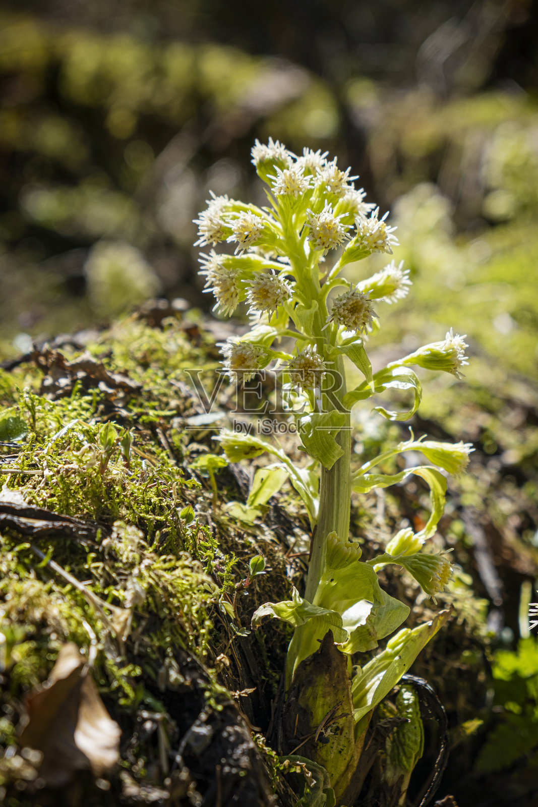 盛开的植物，Velky Sokol峡谷，斯洛伐克天堂国家公园照片摄影图片