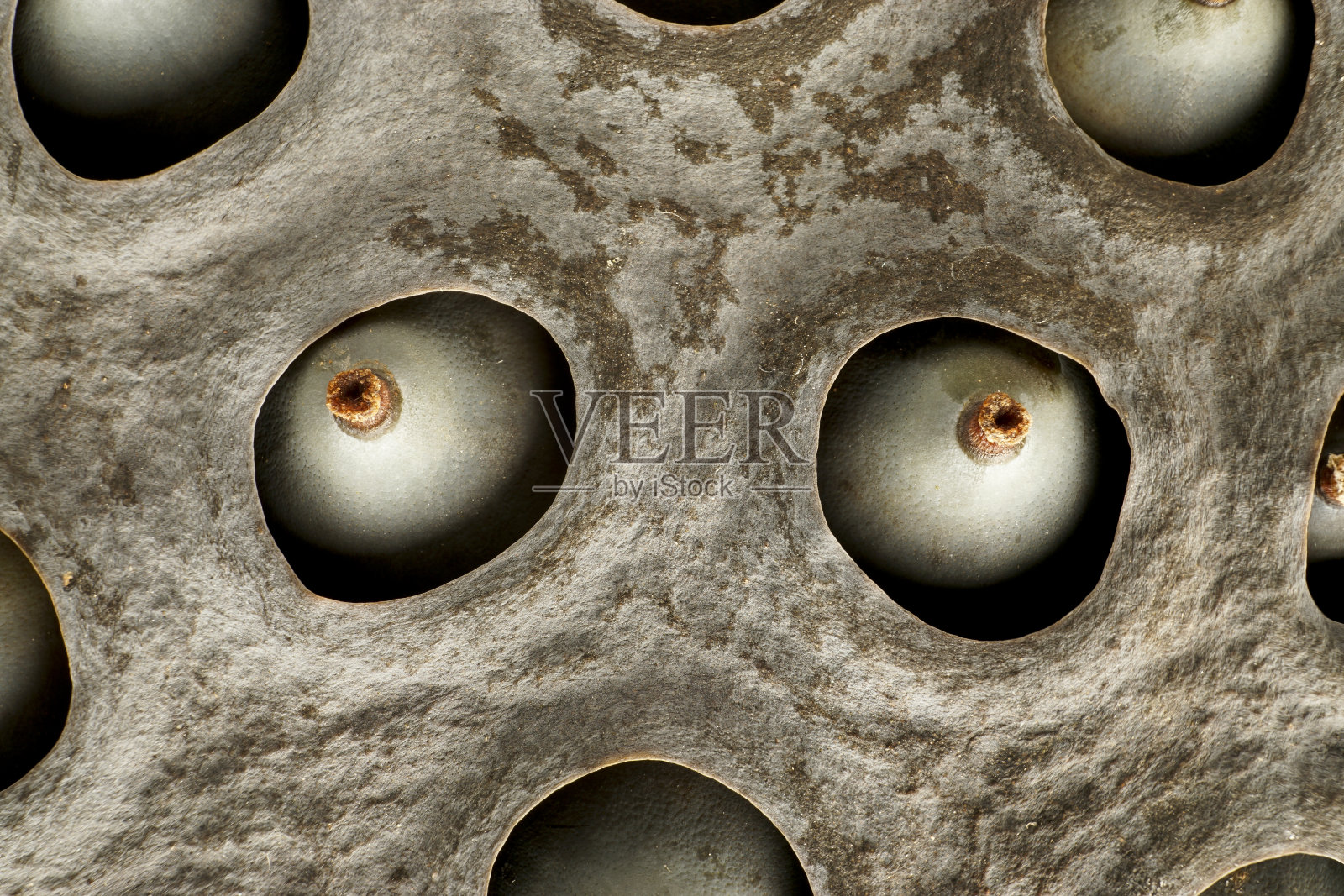 莲子头当绿色使用有食物吃种子后，珍珠有机和本地食物在亚洲农村地区，发现在缓慢流动的河流和池塘照片摄影图片