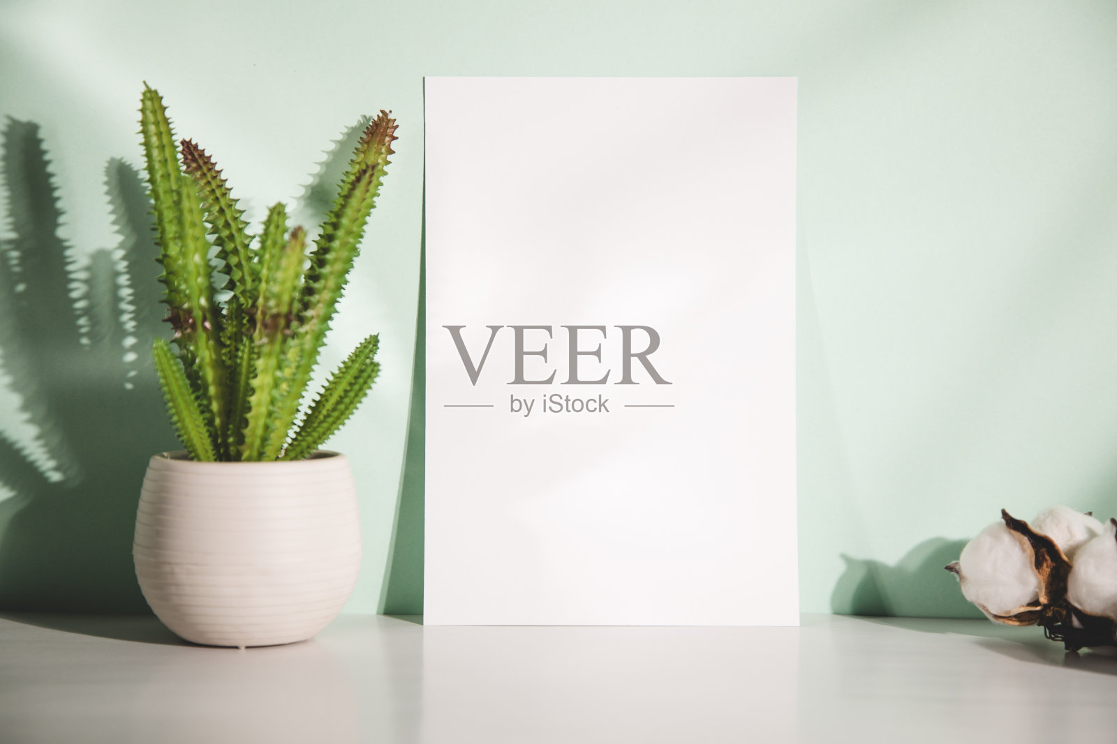 仙人掌，纸和棉花照片摄影图片