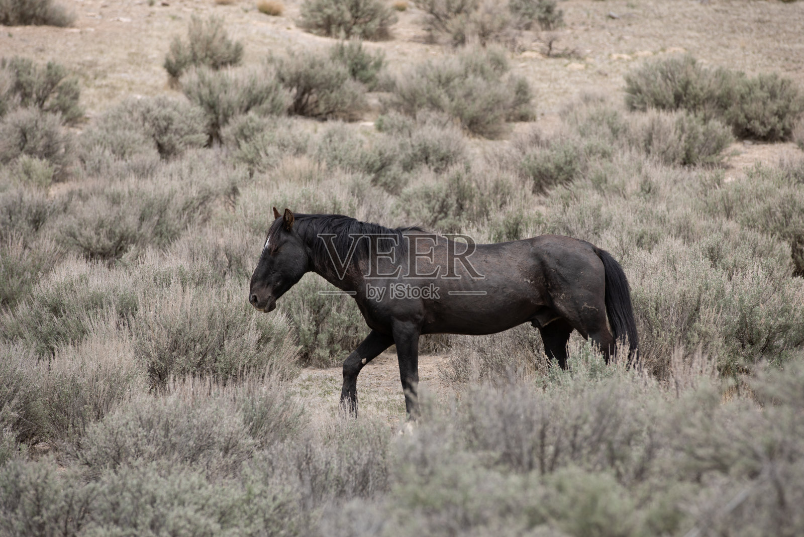 犹他沙漠中的野马照片摄影图片
