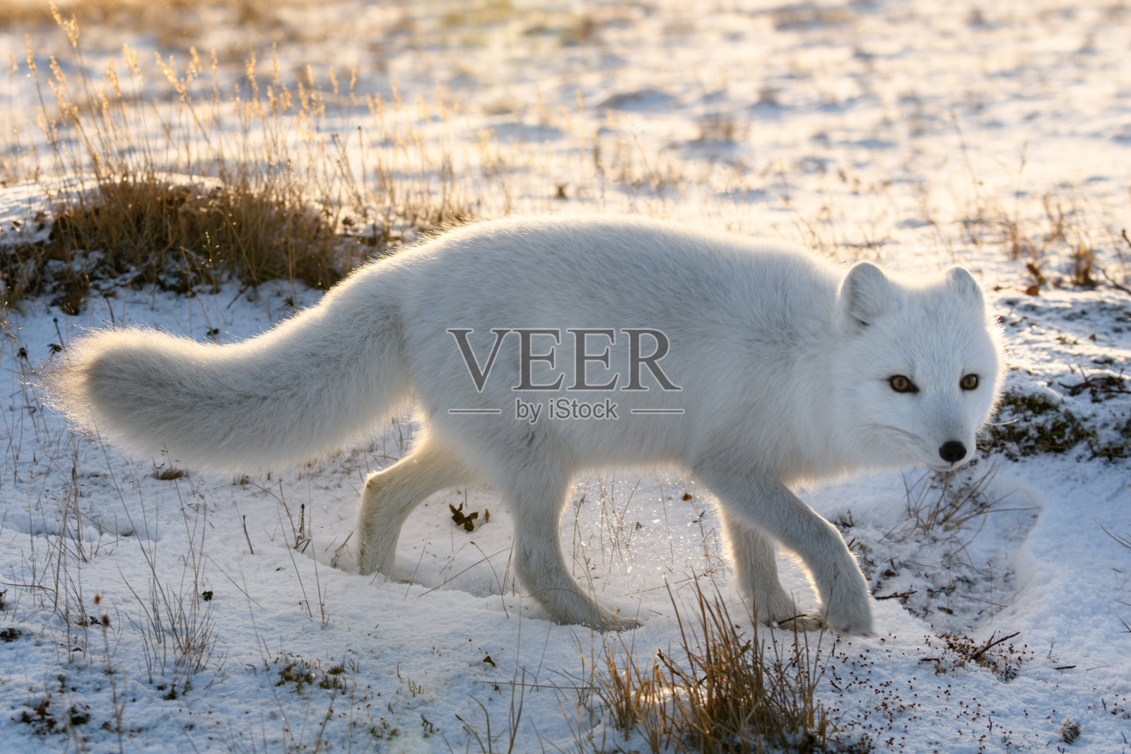 西伯利亚冻土带冬季的北极狐(狐)照片摄影图片