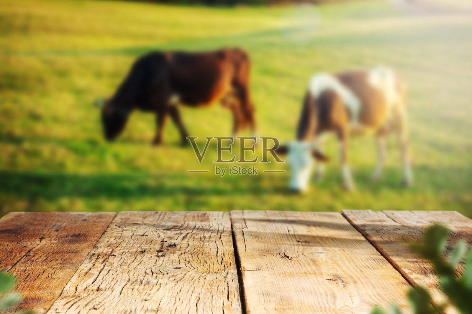 牛在绿色的草地和桌子上照片摄影图片