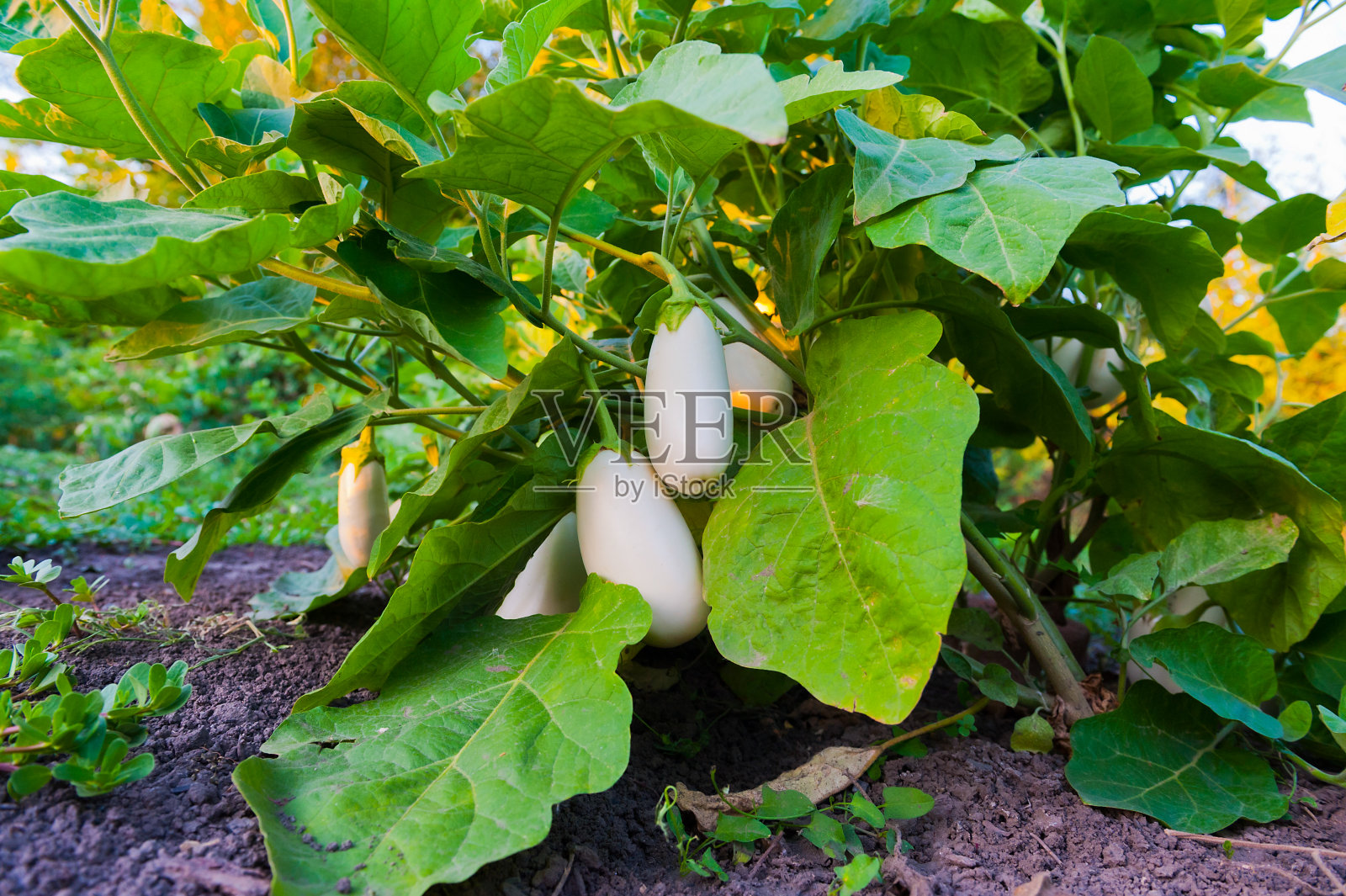 近距离观察一簇簇白色茄子照片摄影图片