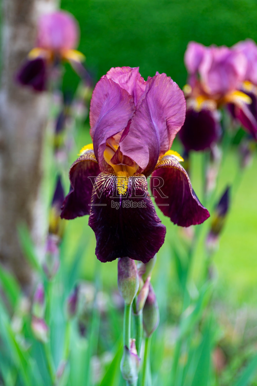 德国鸢尾是美丽的花园植物，有许多明亮的颜色。照片摄影图片