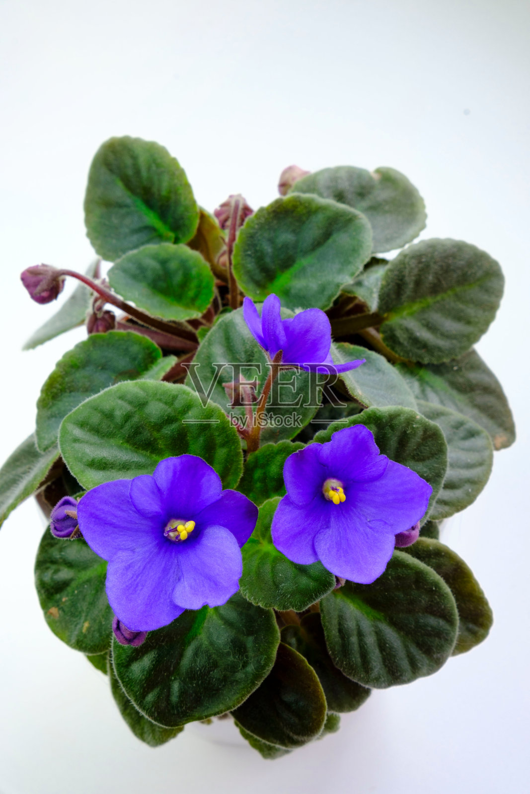 盆花盛开的非洲淡紫色紫堇紫链果紫罗兰花照片摄影图片