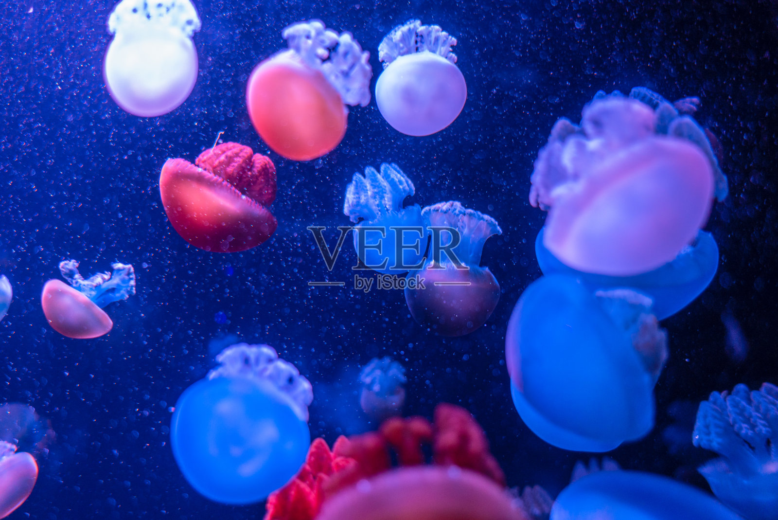 蓝色背景上的蓝色猫针藻。蓝色背景上的多色水母照片摄影图片