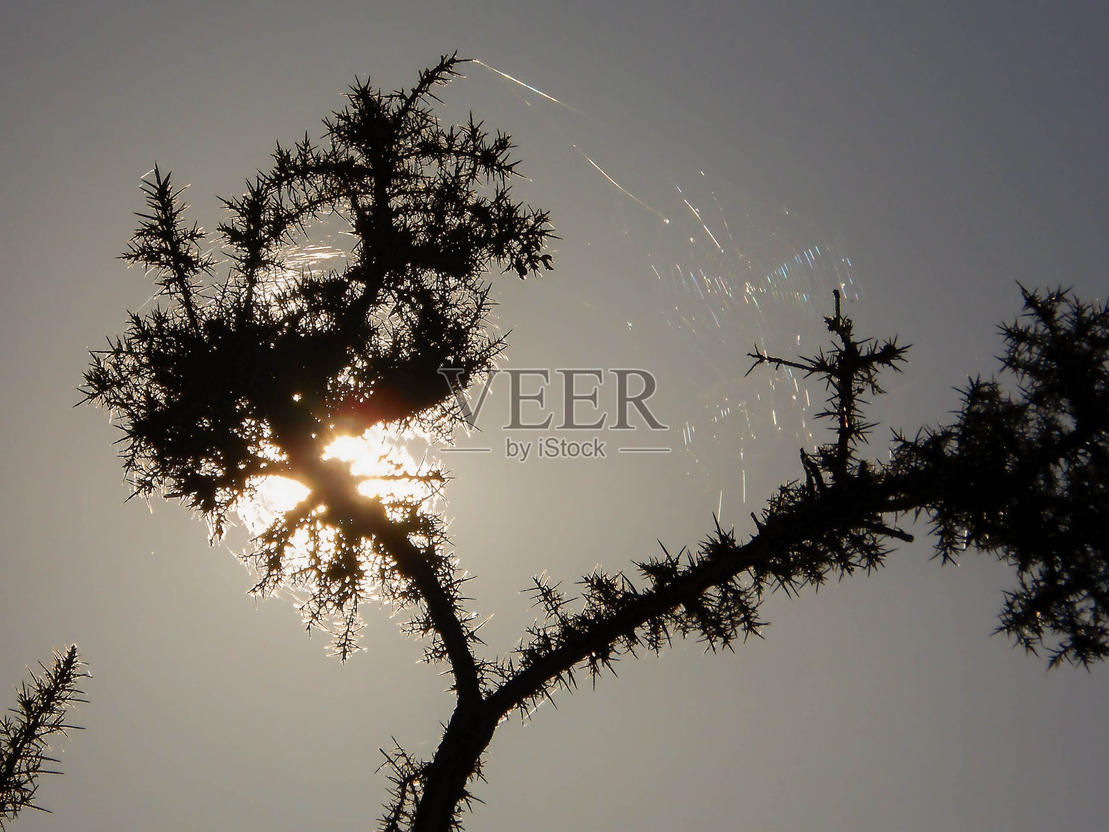 金雀花的心照片摄影图片