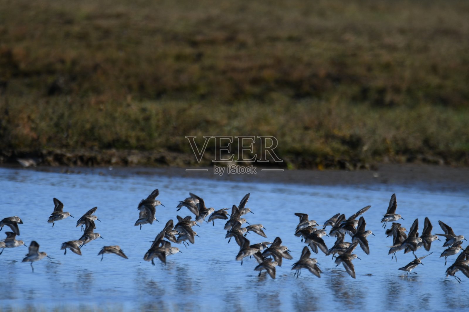 黑腹滨鹬着陆照片摄影图片