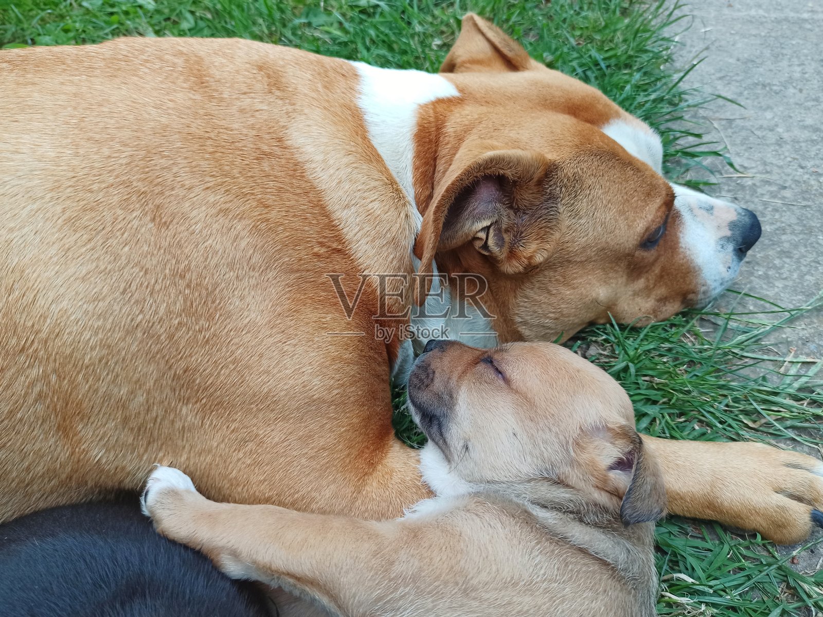 美国斯塔福德郡梗和她的小狗照片摄影图片