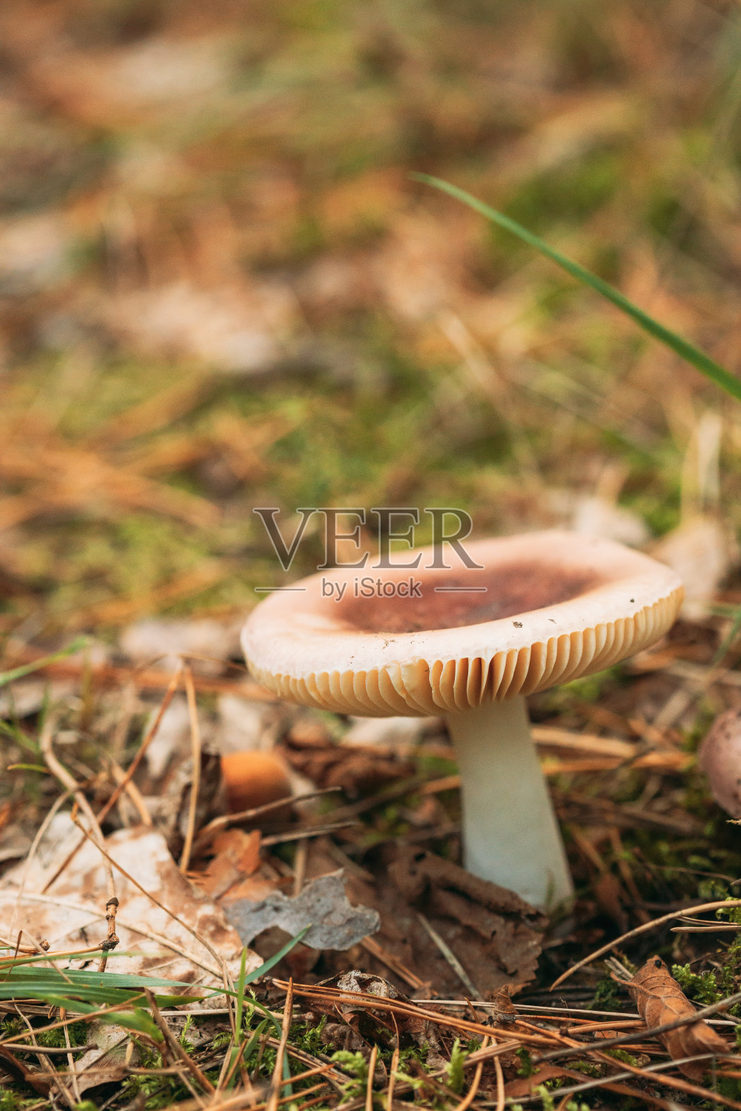 秋林落叶中的红菇照片摄影图片