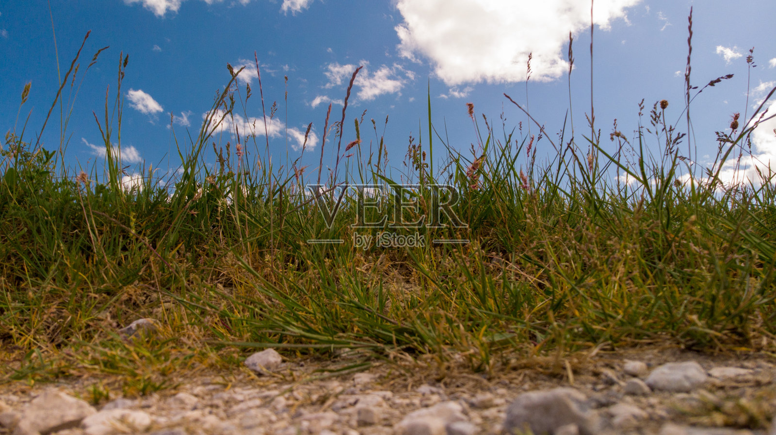 Genista开花，在西班牙北部的山区照片摄影图片
