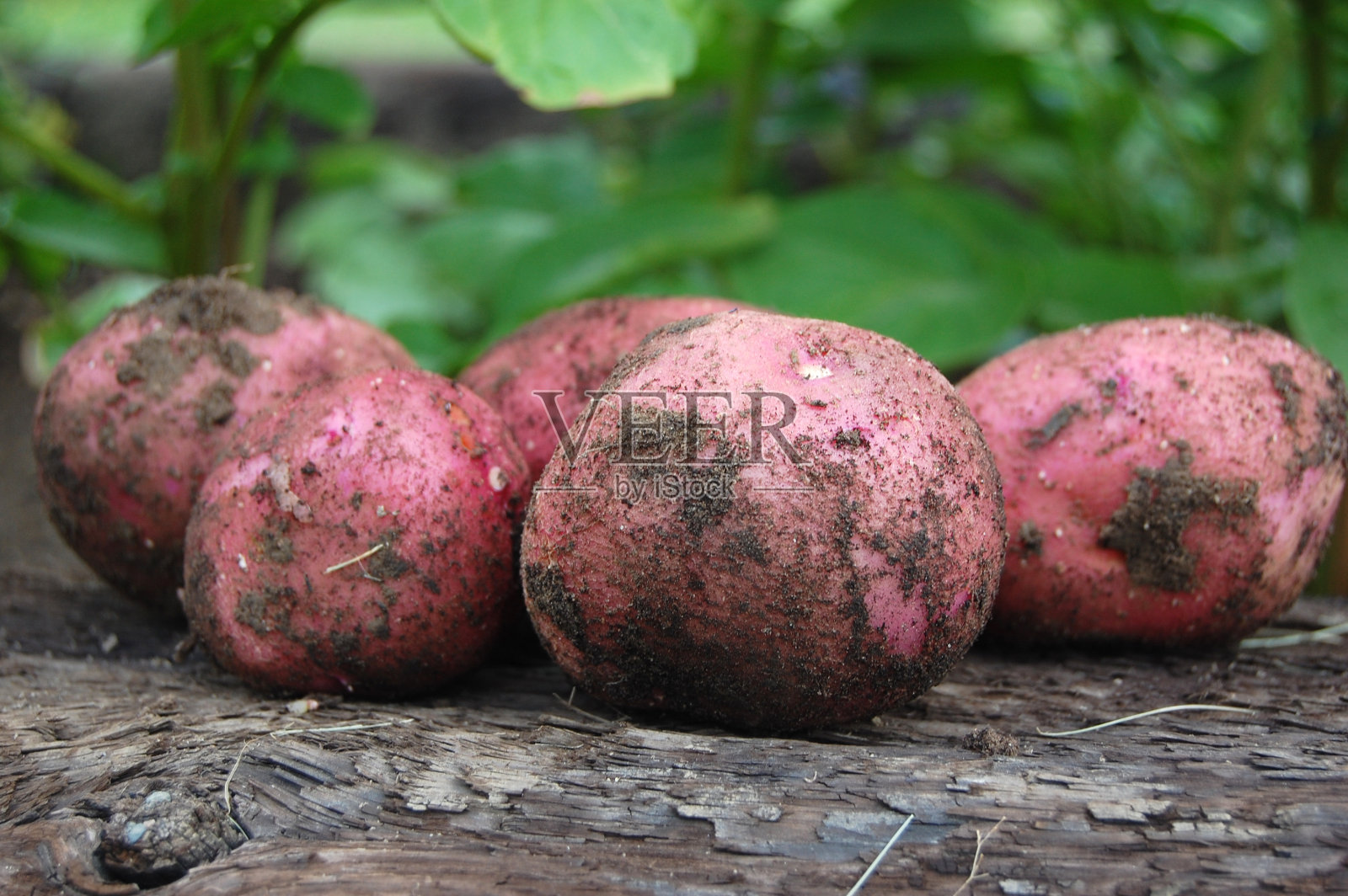 有机红土豆园艺收获照片摄影图片