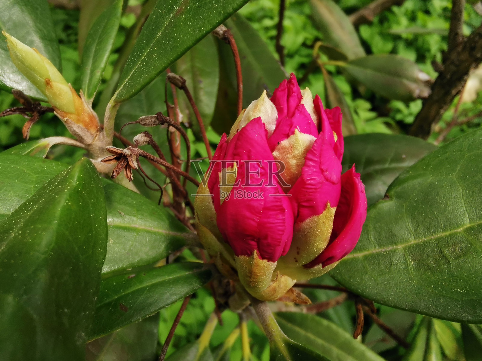 在圣彼得堡的植物园里，一朵杜鹃花的花蕾开始绽放了照片摄影图片
