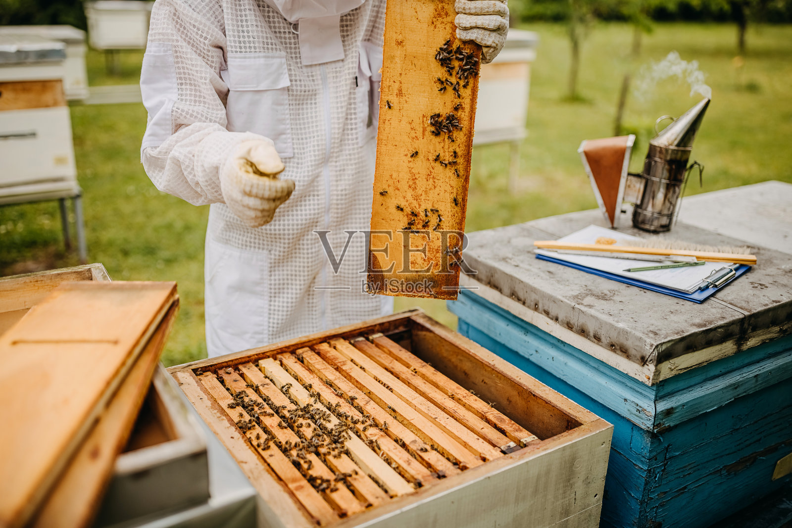 他们就像蜂蜜机照片摄影图片