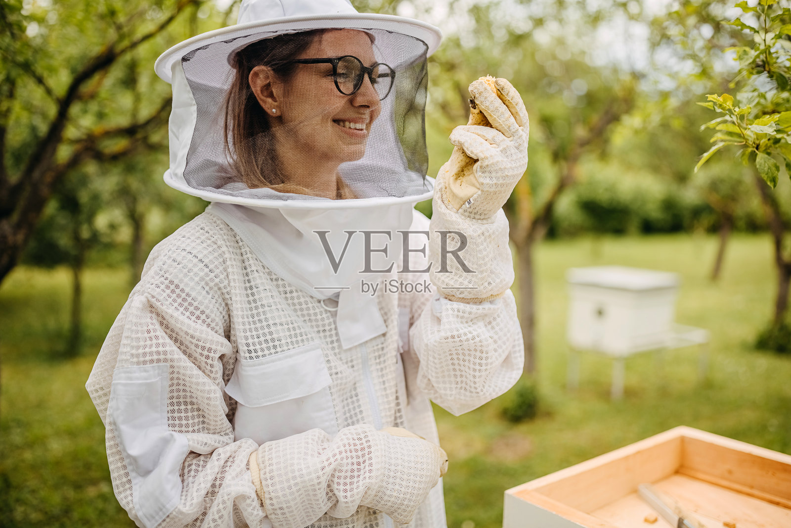 我健康的蜜蜂照片摄影图片