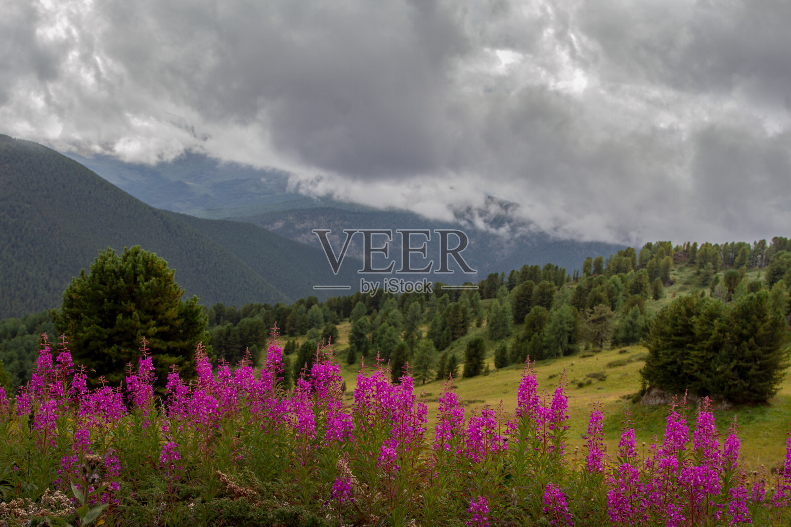 盛开的阿尔泰照片摄影图片