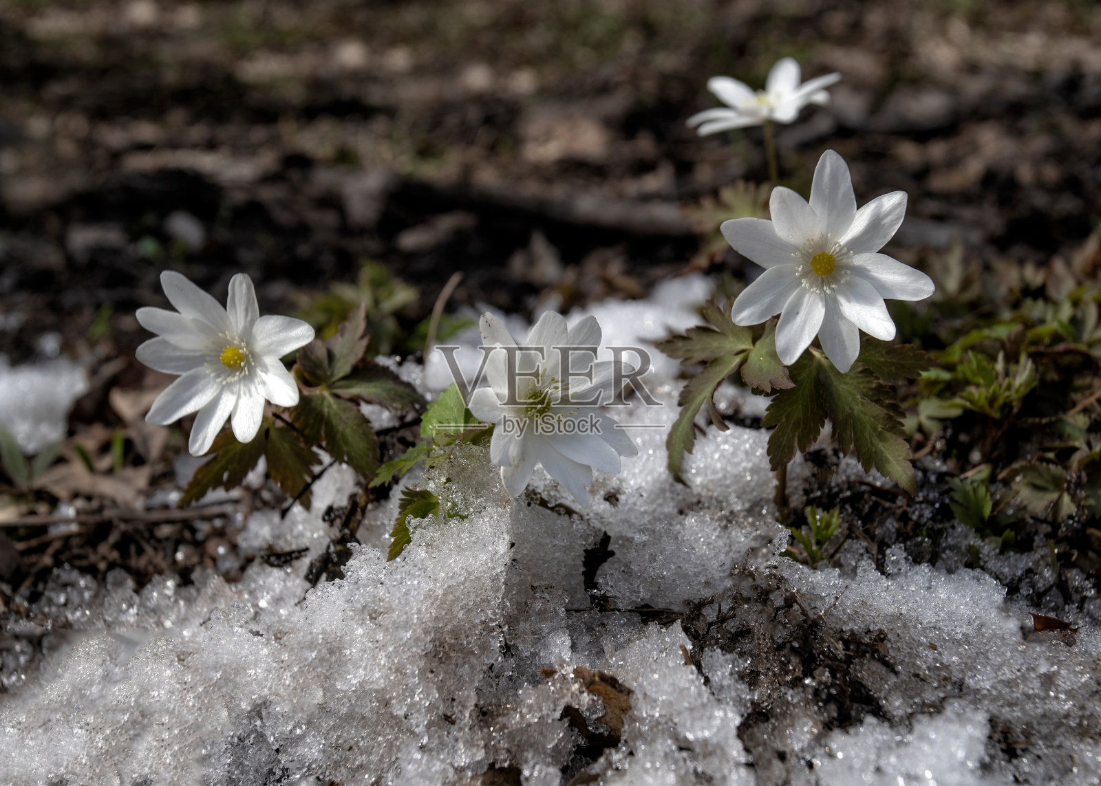 森林里的雪花莲照片摄影图片