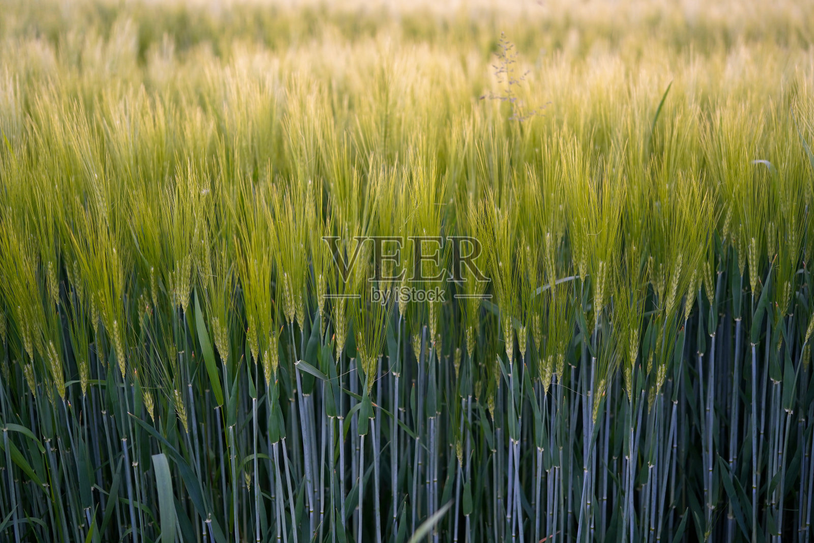 黑麦田绿，田深浅照片摄影图片