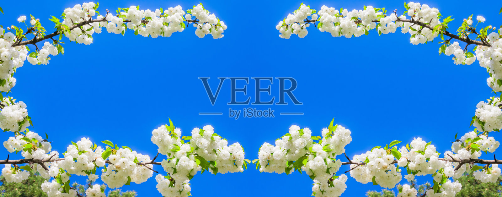 从白色的樱花在春天的樱花对着蓝色的天空为明信片或横幅框架。自然背景。软的焦点。美丽的春天花卉抽象的自然背景照片摄影图片