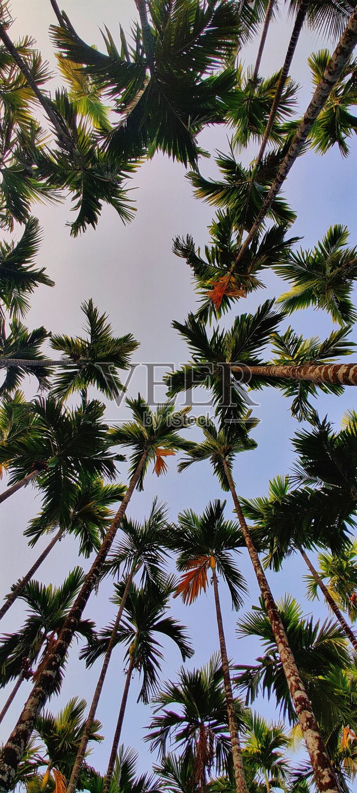 棕榈树照片摄影图片