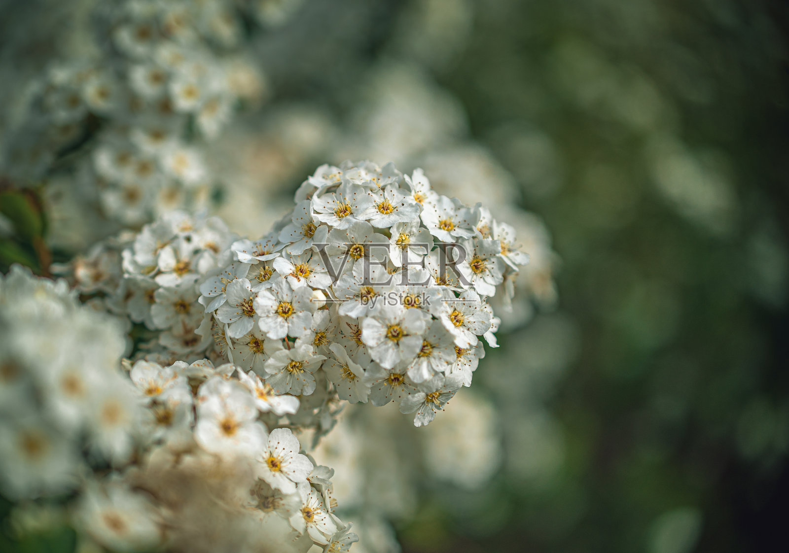 花园的花照片摄影图片