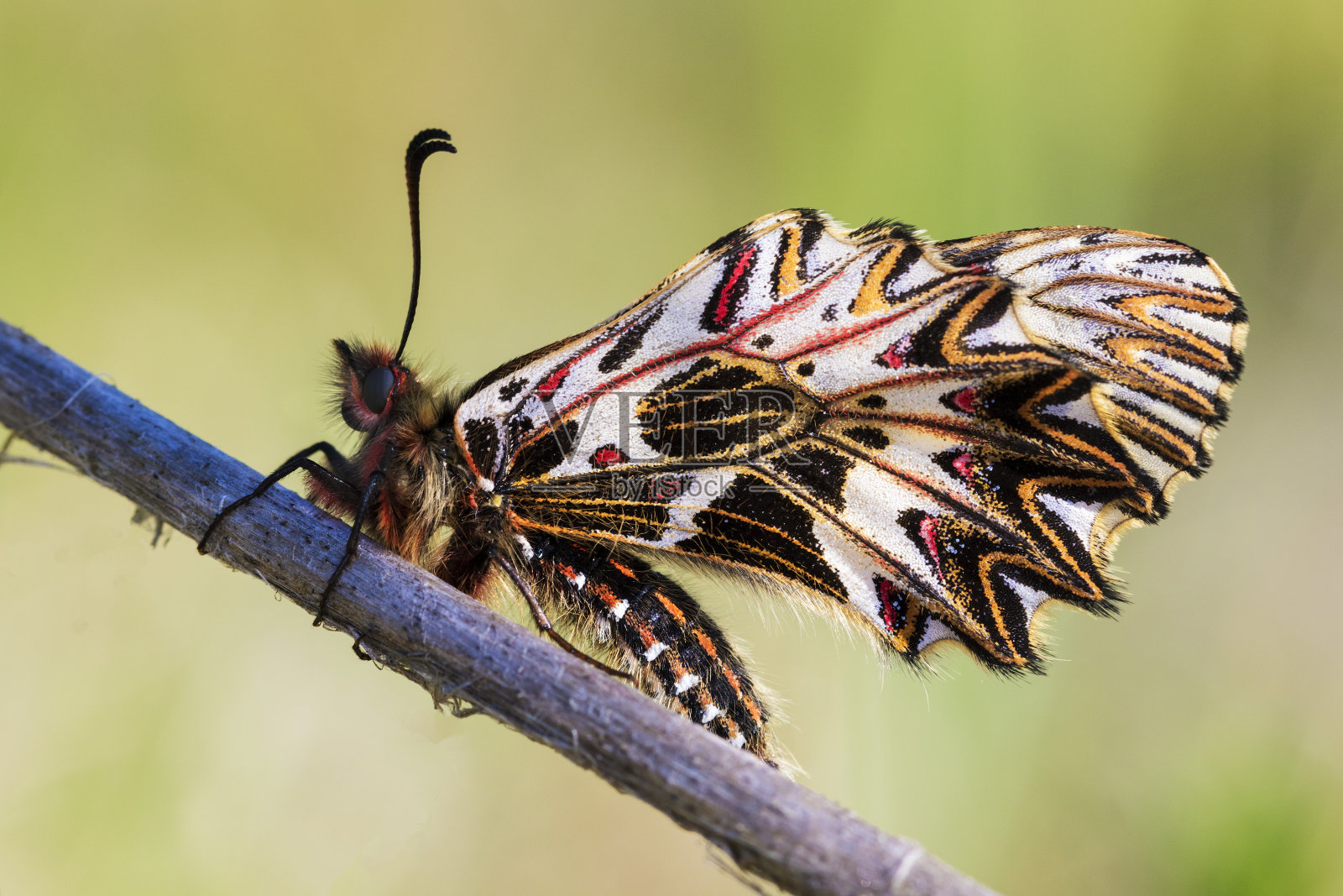 一种南方的小枝上的花饰照片摄影图片