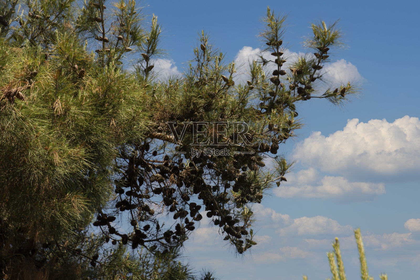 一棵长满球果的松树照片摄影图片