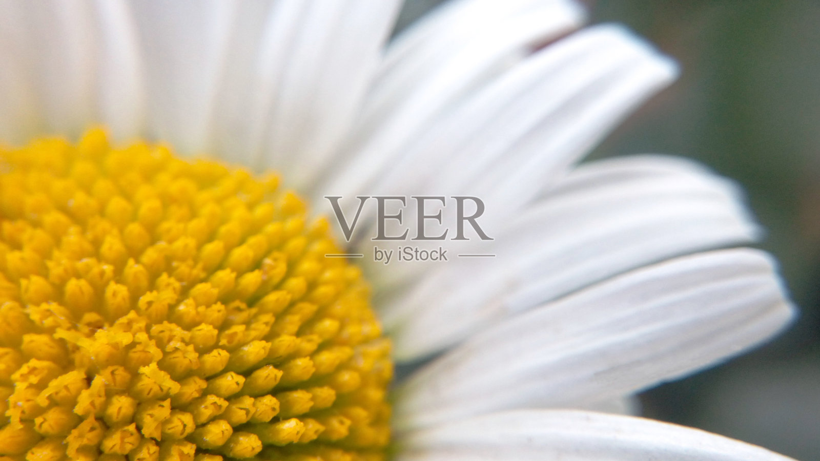 花自然盛开的洋甘菊自然美丽的森林微距摄影近景模糊的背景照片摄影图片