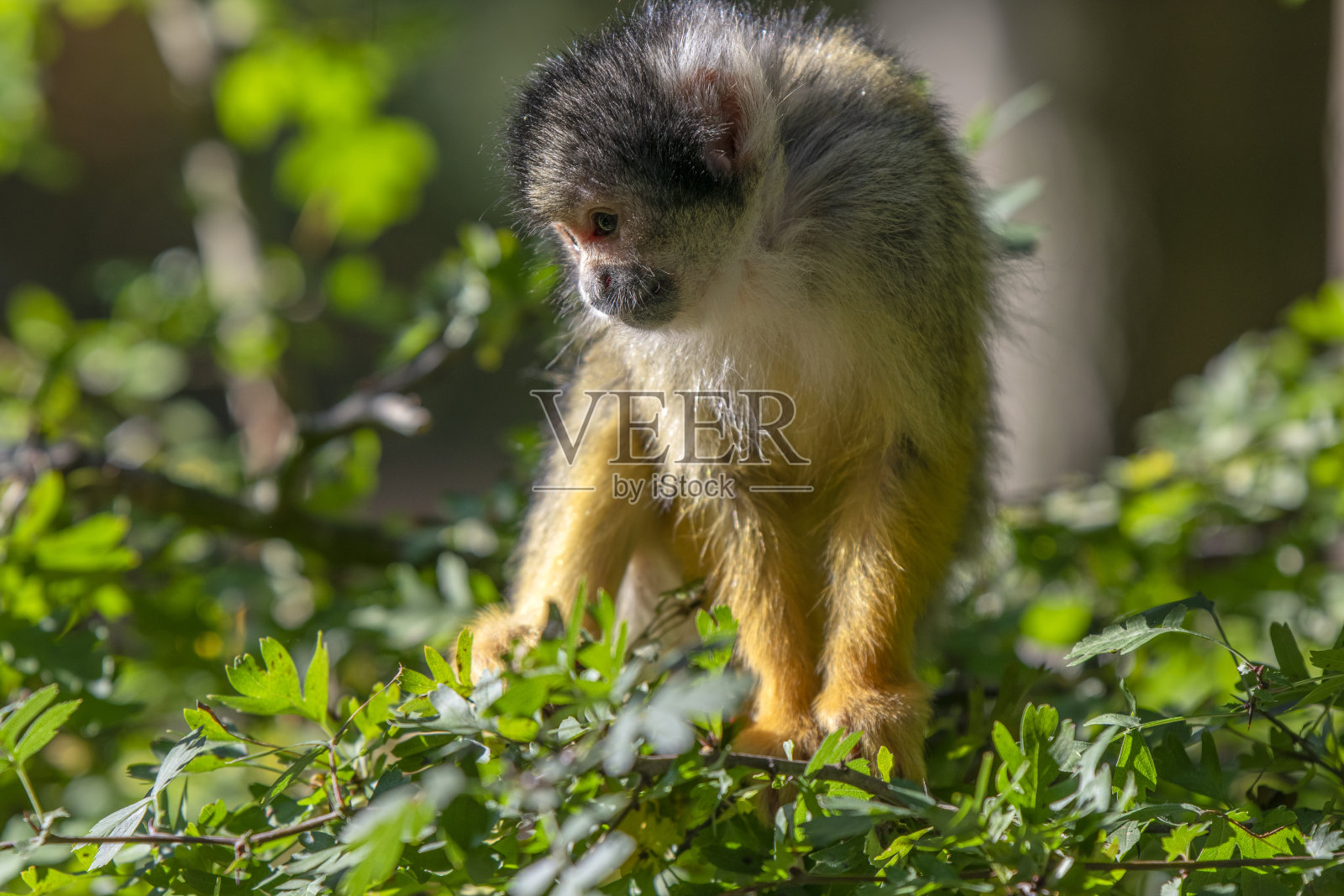树上美丽的黑冠松鼠猴照片摄影图片