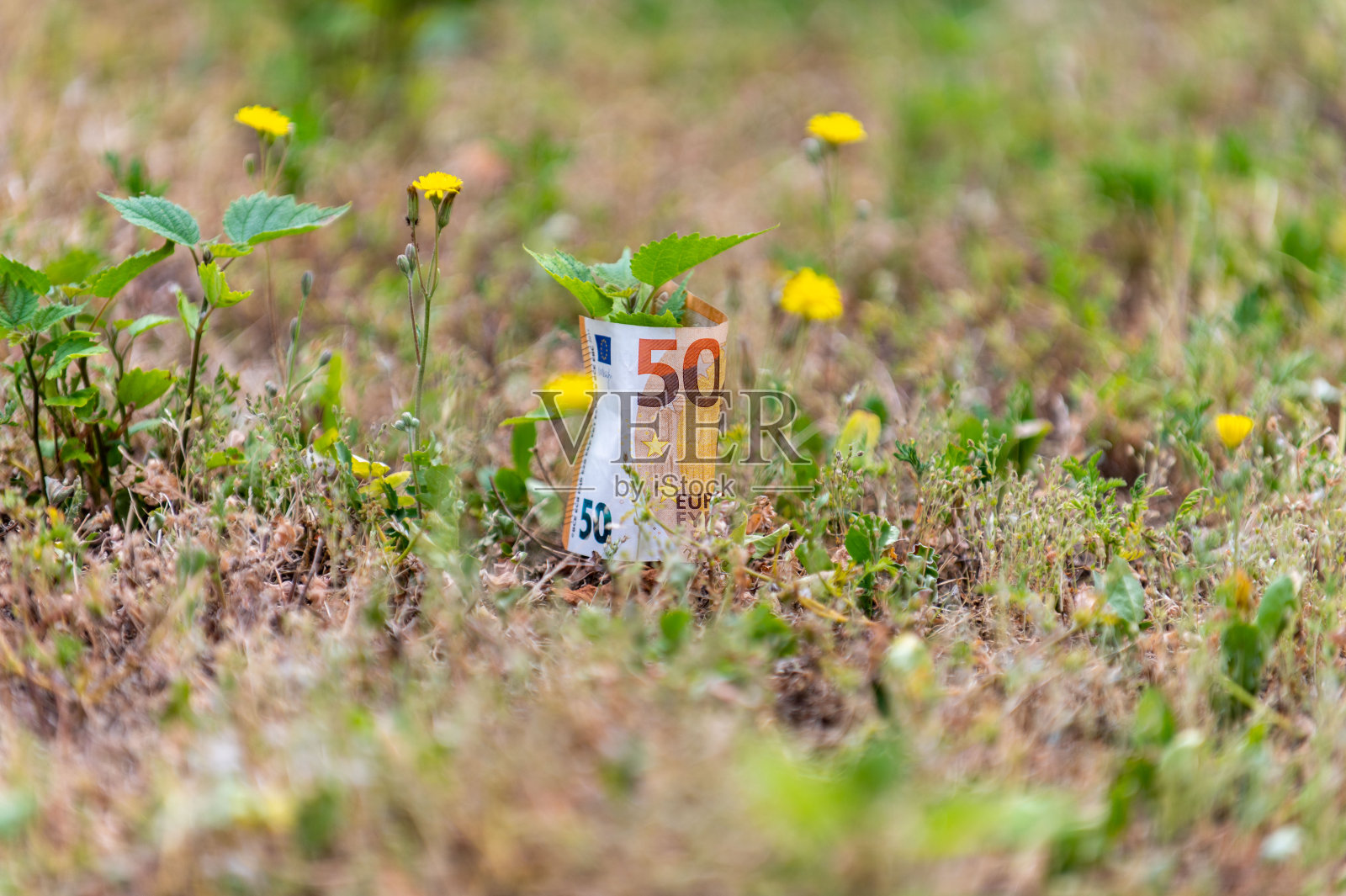 50欧元纸币包裹着一棵幼苗照片摄影图片