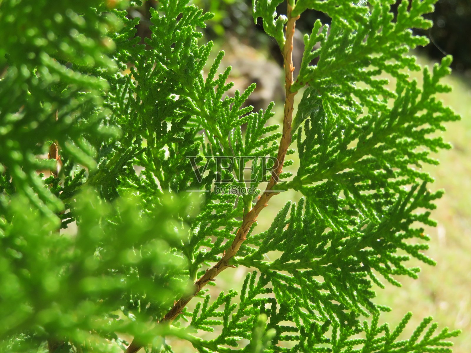 塞西莉亚照片摄影图片