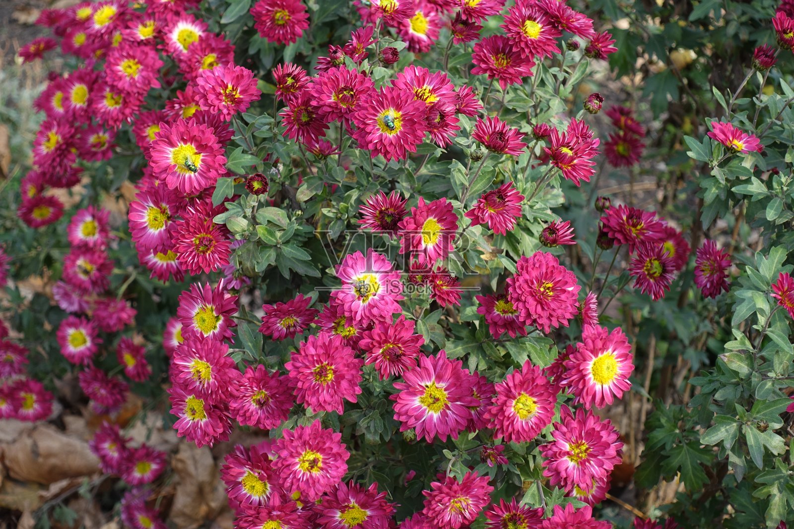 11月菊花开满了深红色和黄色的花照片摄影图片